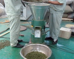 牧草使用飼料顆粒機壓制顆粒